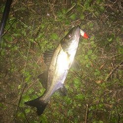 坊主逃れ・・・